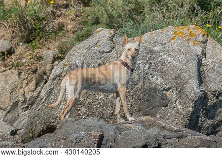 Dog Warren Hound
Spanish Podenco With Light Sand Colored Hair On Some Beach Rocks In Summer