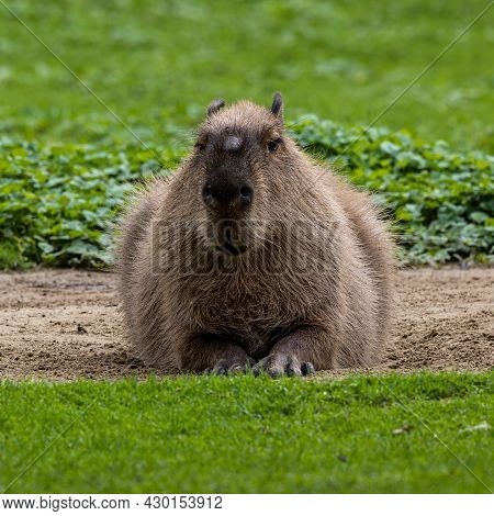 The Capybara, Hydrochoerus Hydrochaeris Is A Mammal Native To South America. It Is The Largest Livin