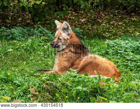 The Maned Wolf, Chrysocyon Brachyurus Is The Largest Canid Of South America. This Mammal Lives In Op