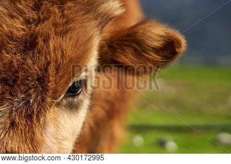 Close-up Of A Porter Of A Shaggy Cow.