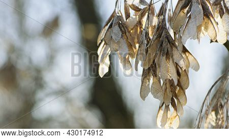 Acer, Seeds On A Branch. Acer Negundo. Hippocastanoideae, Family Aceraceae. American Maple Seeds On 