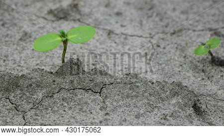 Sunflower Sprout, Green Leaves, Closeup. Giving Life, A Small Green Sprout In The Ground. Soil With 