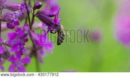 Bee On A Flower. European Bee Collects Nectar On A Pink Meadow Flower Viscaria Vulgaris. Honey Bee, 