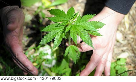Cannabis. Bush Marijuana On Blurred Background. Bush Cannabis On The Palm. Male Hands Are Holding A 