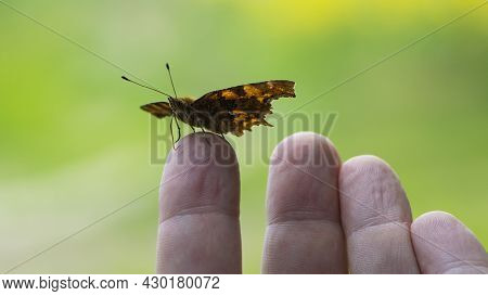 Polygonia C-album On The Arm. Orange Butterfly Polygonia Sits On A Palm. The Insect Sits On The Fing