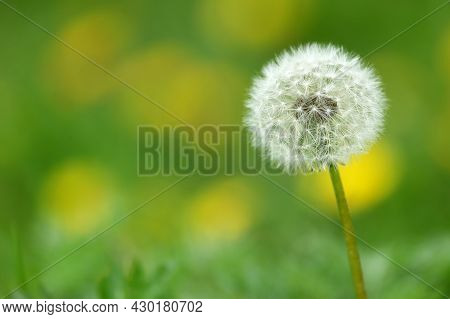 Seeds Of Bloomed Dandelion In Nature Beautiful