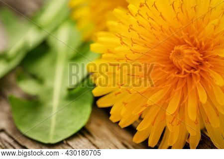 Medicina Layurveda Alternative Dandelion In Wooden Surface