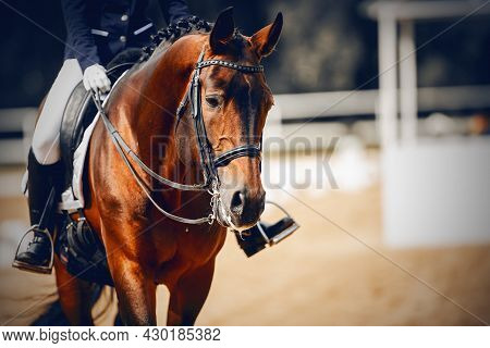 Equestrian Sport. Portrait Sports Stallion In The Double Bridle.the Legs Of The Rider In The Stirrup