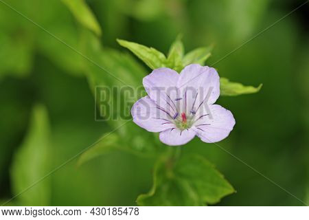 Lilac Knotted Cranesbill, Geranium Nodosum Variety Svelte Lilac, Flower Close Up With A Background O