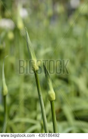 African Lily Amourette White Flower Buds - Latin Name - Agapanthus Amourette White