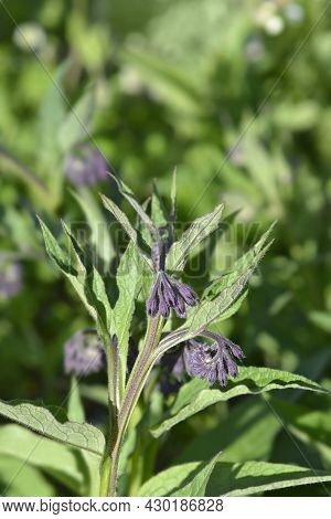 Common Comfrey Flower Buds - Latin Name - Symphytum Officinale
