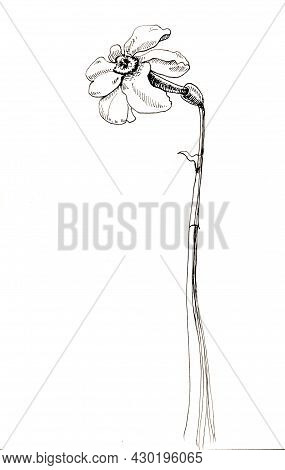 The Narcissist Flower Hand Drawn Illustration For Your Design