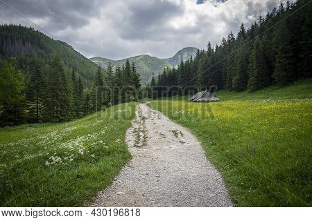 Jaworzynka Valley In June . Tatra Mountains. Poland.