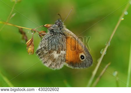 Closeup On A Small Heath Butterfly, Coenonympha Pamphilus , Hiding Among The Green Vegetation And Gr