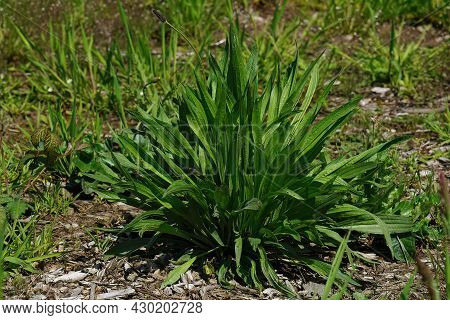 Closeup Of The Ribwort Or Narrowleaf Plantain, Plantago Lanceolata