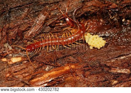 Closeup Of A Westerne Fire Centipede , Scolopocryptops Gracilis , Inside A Bark Of Redwood , Guardin