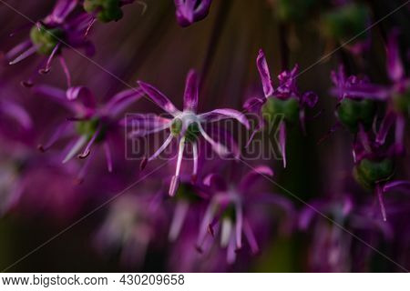 abstract purple giant allium flower