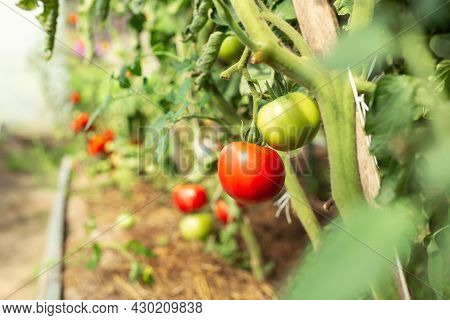 Ogranic Tomato Vegetables Growing In Greenhouse. Vegetable Growing. Farming, Gardening Concept - Ima