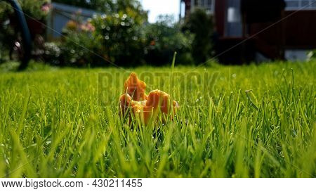 Chanterelle Mushroom Growing Among Green Grass In Summer Forest