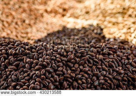 Malted Grain Close Up. Mixed Varieties Of Malted Grain On A Gray Background. Close-up. Top View. Fla