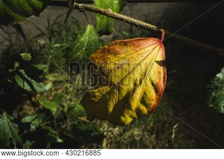 Discoloured Leaf Of Hibiscus Plant In Lawn. Colorful Yellow And Red Veins On Shoeflower Leaf. Due To