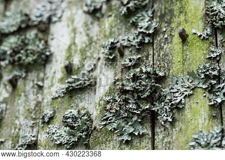 Close-up Of An Old Wooden Fence With Lichen Hypogymnia On It.