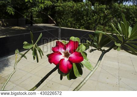 Beautiful Ornamental Flowering Bonsai Plant Adenium Also Known As Desert Rose Or Japanese Frangipani