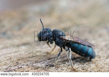 Closeup Of One Of The Largest Small Carpenter Bees, Ceratina Chalcites With It's Typical Blue Irides