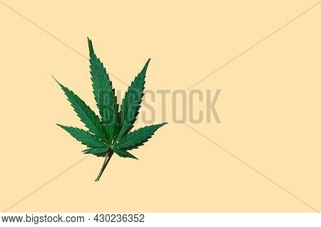 Beautiful Green Cannabis Leaf Close-up On A Beige Background, Top View, Cbd With Place For Text. Nat