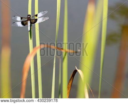 Widow Skimmer Dragonfly Adult Male Perched On Water Grass Stem. Foothills Park, Santa Clara County, 