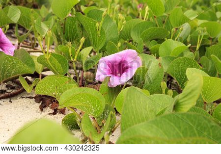 Cluster Of Purple Flowers Of A Railroad Vine In Florida.