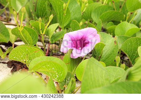 Cluster Of Purple Flowers Of A Railroad Vine In Florida.