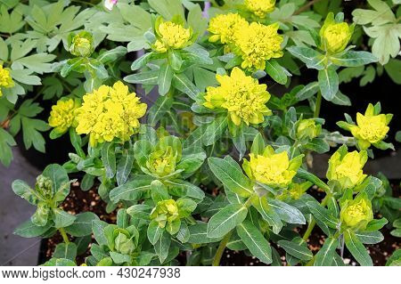 Yellow Cushion Spurge Growing In An Outside Garden
