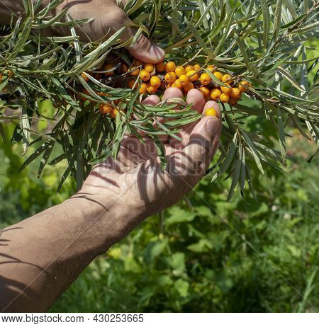 Picking Ripe And Healthy Organic Sea Buckthorn Berries. Hands Collecting Fresh Ripe Orange Sea Buckt