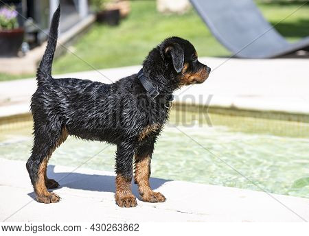 Puppy Rottweiler Near Swimming Pool In Summer