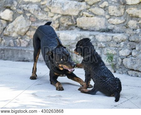 Puppy Rottweiler And Beauceron Near Swimming Pool In Summer