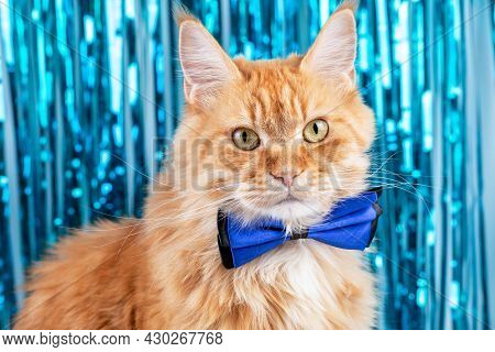 Festive Christmas Background With A Red Cat With A Bow Looking At The Camera