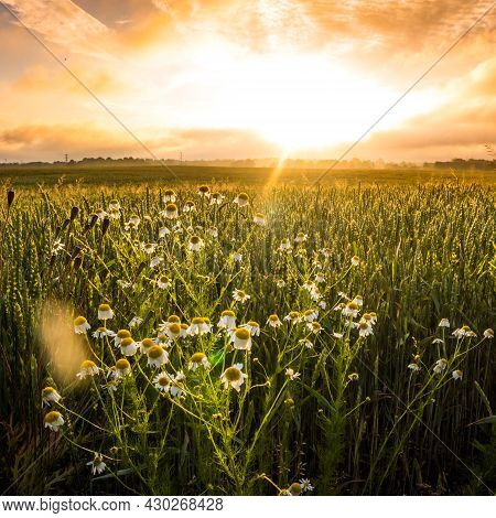 A Beautiful, Natural Grass Growing In The Meadow In Morning Hours. Grasland In Sunrise. Summertime S