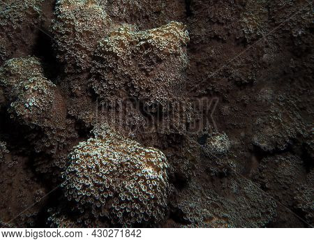 A Goniopora Sp Soft Coral Cebu Philippines