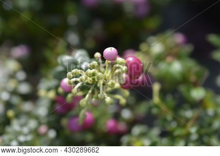 Prickly Heath Pink Berries - Latin Name - Gaultheria Mucronata (pernettya Mucronata)