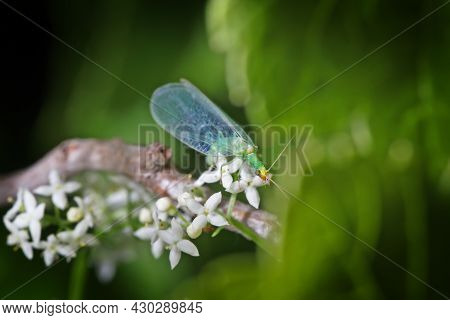 A Lacewing With Stars In Her Eyes Sits Near White Flowers