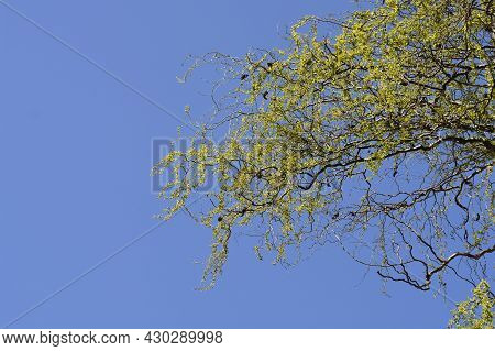 Dragons Claw Willow Branches With New Leaves And Flowers Against Blue Sky - Latin Name - Salix Matsu