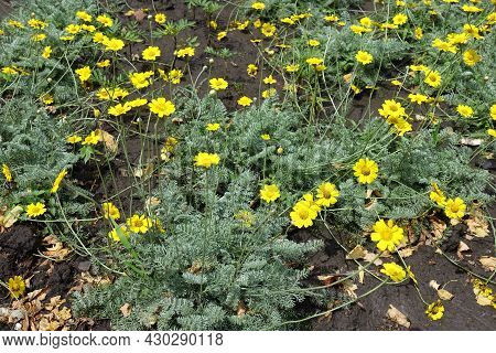 Bright Yellow Flowers Of Cota Tinctoria Kelwayi In Mid June