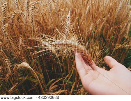 Corn Agriculture Fields For Sustainable Future