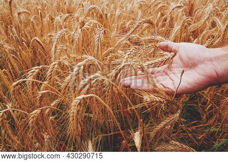 Corn Agriculture Fields For Sustainable Future
