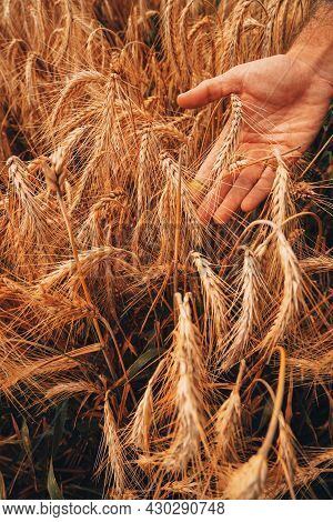 Corn Agriculture Fields For Sustainable Future