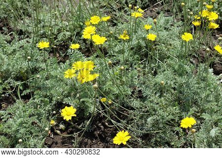 Grey Green Foliage And Yellow Flowers Of Cota Tinctoria Kelwayi In June