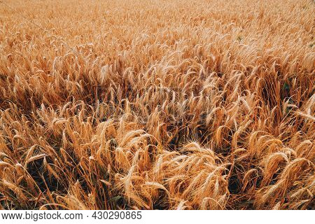 Corn Agriculture Fields For Sustainable Future