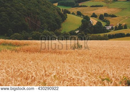 Corn Agriculture Fields For Sustainable Future