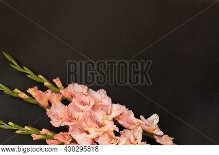 Pink Gladioluses On Black Background. Gladiolus With Copy Space. Greeting Card Fo Valentines Day, Mo